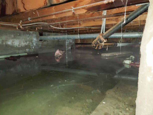 Best Carpet water damage restoration  in Latimer, MS
